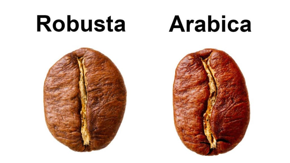 vizuálny rozdiel medzi Robustou a Arabicou